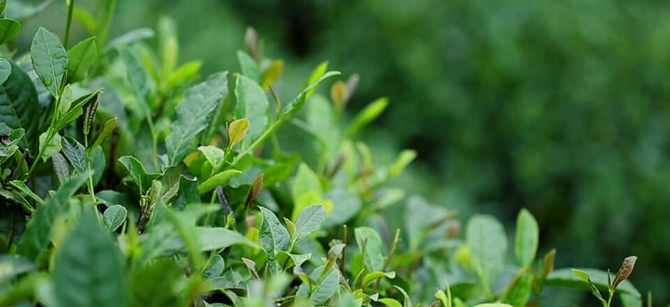 星空体育APP网站|《新倩女幽魂》梦妖卷系列坐骑家具华美亮相(图2) 星空体育APP网站