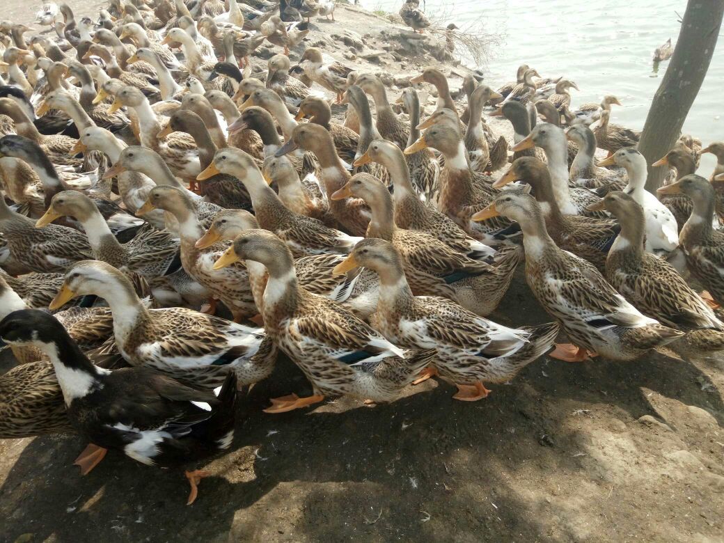 科幻类游戏:未来都市的科幻之旅 在虚拟和现实中寻找存在的意义‘星空体育APP网站’(图2) 星空体育app下载