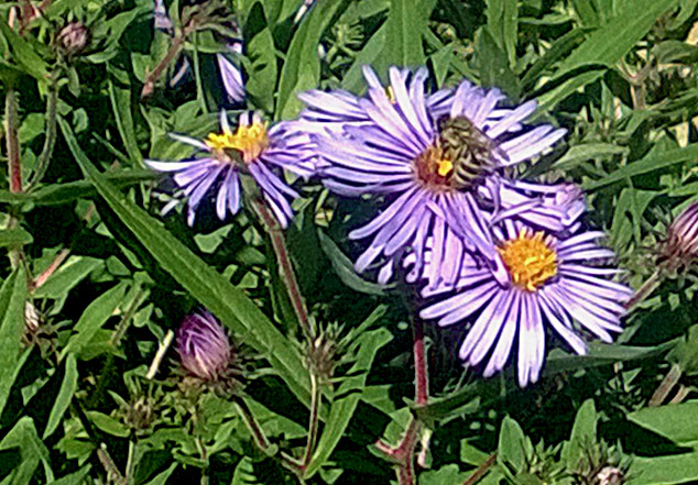 星空体育app下载|IG发布人员公告:Puff南风加盟 JKL仍未续约(图4) 星空体育APP