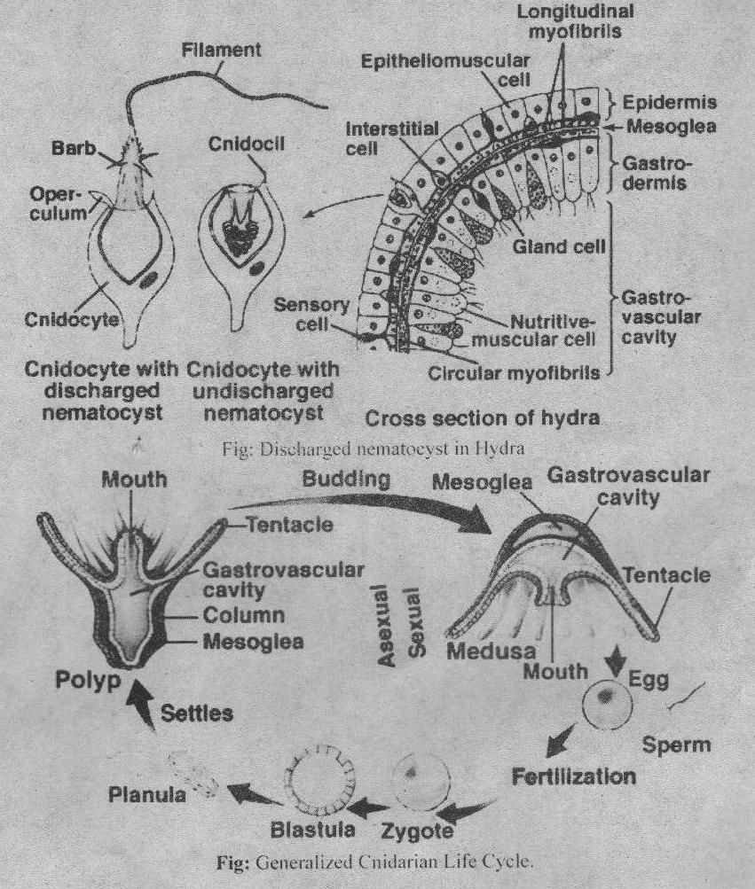 漫威与电竞战队Liquid达成合作 推出超级英雄联动队服‘星空体育APP网站’(图2) 星空体育app下载
