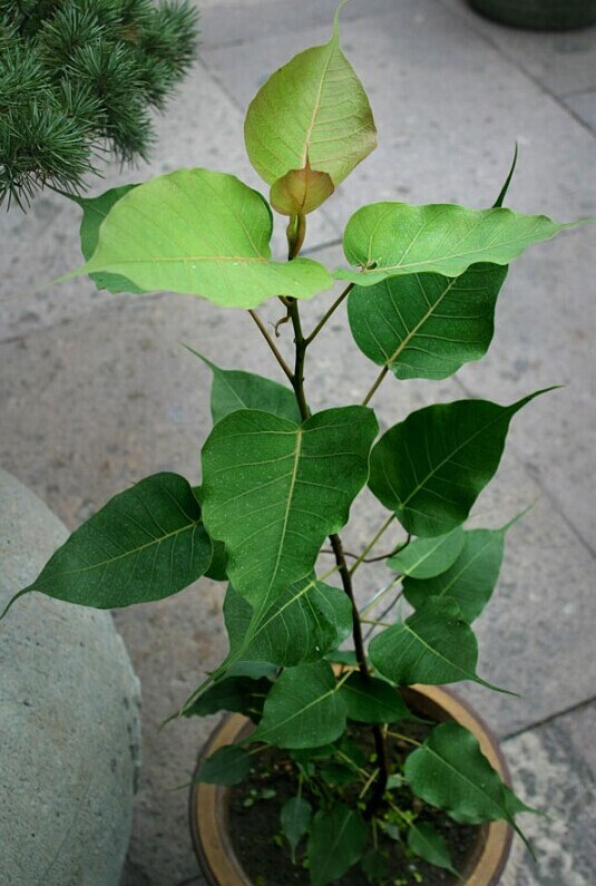 “星空体育APP网站”本周二对阵天津泰达的胜利对于扎哈维来说还有特别的意义(图4) 星空体育APP网站