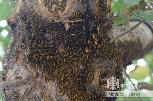 星空体育APP_PP体育:昵称与粤语“涛涛”谐音,罗伯特-萧自己取名萧涛涛(图1) 星空体育app下载