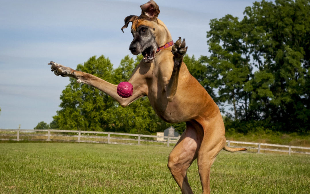 92班日记:桑切斯的转会堪比昔日曼联签下范佩西|星空体育app下载(图3) 星空体育APP