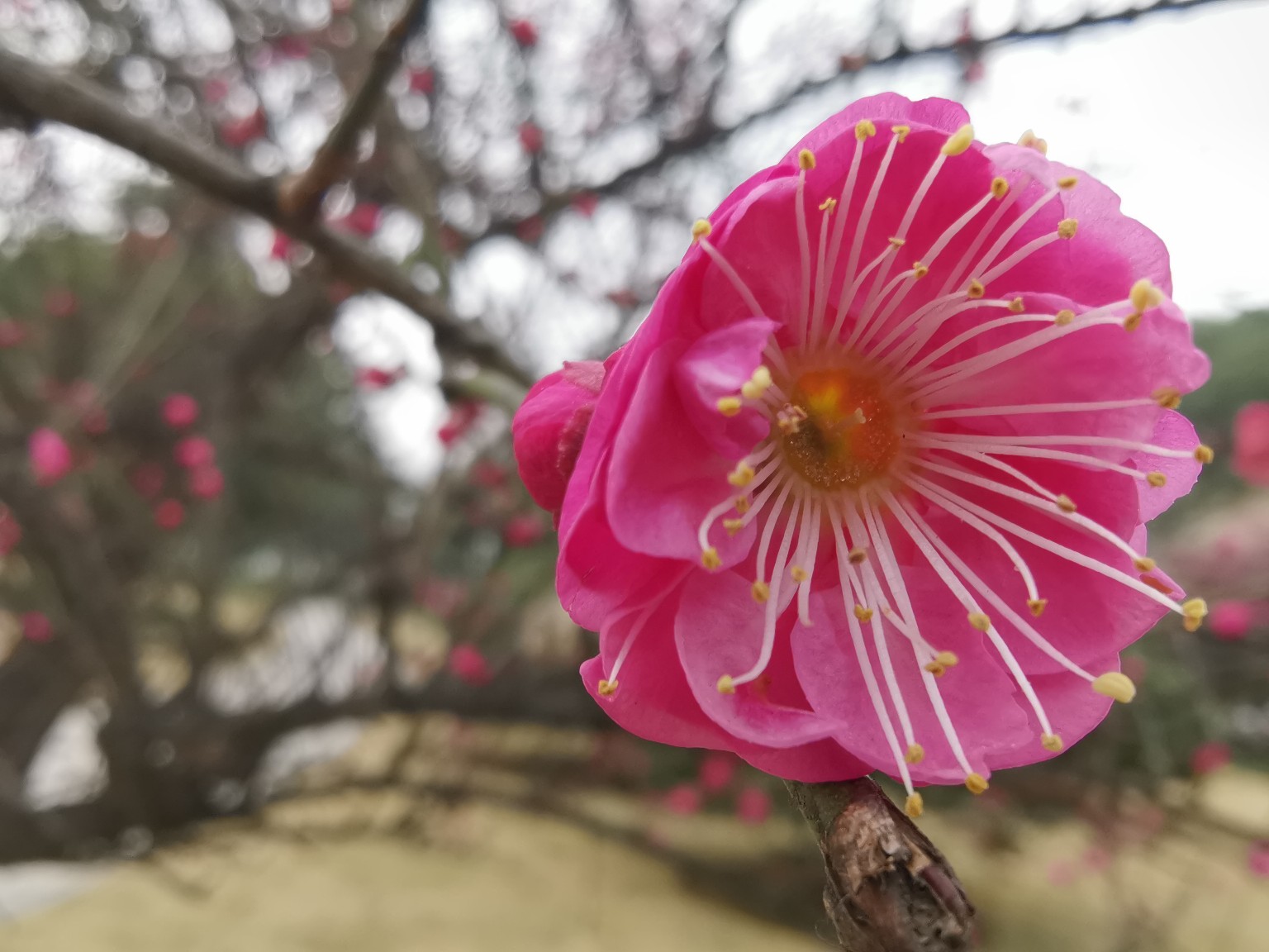 国米最快将在周五敲定莫尔的转会 他还失掉了罗马那不勒斯的关注:星空体育APP网站(图1) 星空体育APP