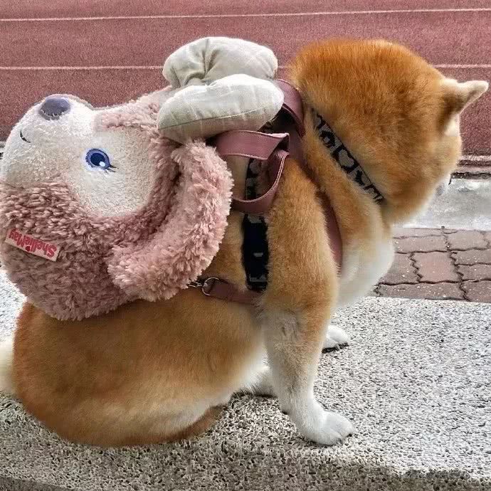 亚冠中国德比指数看好恒大 不败可能性超七成-星空体育APP网站(图2) 星空体育APP