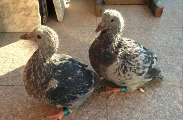 【星空体育APP】王者荣耀:堪称“版本黑马”的四大英雄,法师就有俩,榜首边路热门!(图4) 星空体育APP